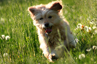 Unser Liebling Momo