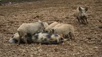 glückliche Schweinderl