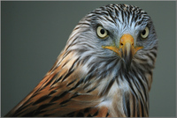 mario maindl tiere 04