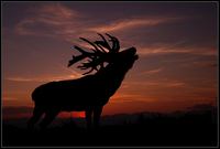 mario maindl tiere 06