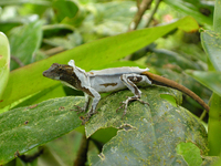 sebastian wahlhuetter tiere anolis