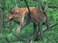 wildeschoenheit07
