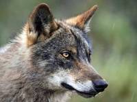 wildeschoenheit09