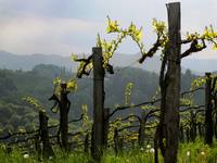 Frühling an der Weinstraße (Südsteirische Weinstraße)
