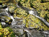 Herbst in der Rettenbachklamm 
