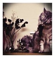 Die Katze
