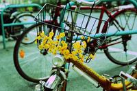 die Blumen