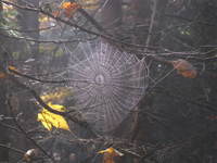 Spinnennetz