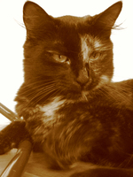 lisa mandl tiere 01