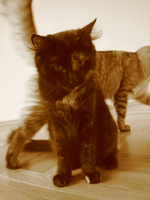 lisa mandl tiere 02
