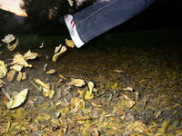 Am Rosenhain im Herbst