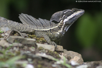 Ein Streifenbasilisk auf der Lauer