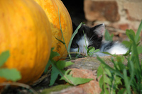 Mia beim Verstecken spielen