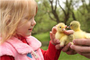 Kind mit Küken,Ferien auf dem Lande,Ferien auf den Bauernhof,Ferien Bauernhof,Ferien Bauernhof Kinder,Ferien Bauernhof 