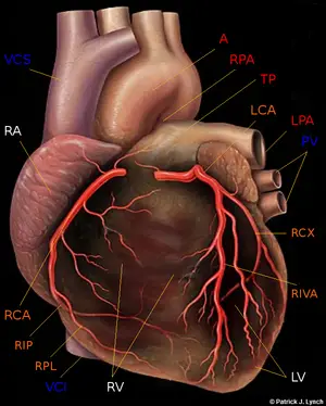 Grafische Darstellung,Herz,Arterien,Aorta,steiermärkische gebietskrankenkasse