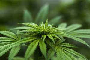 MyFirstPlant - Cannabis-Standorte vollkommen legal zum Kauf 