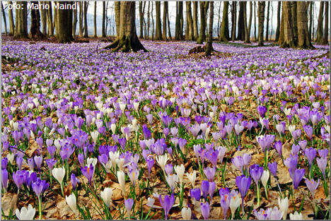 Fr&uuml;hling,Krokusse,Fotos Graz,Fotos Grazer,Fotos GrazerInnen,Fotos Kinder Graz,Fotos Menschen Graz