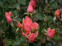 Maerchenhafte Gaerten 08