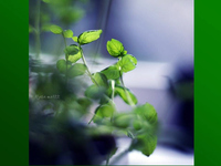 Gruen Grn Natur 01