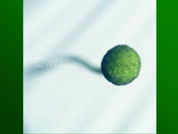 Gruen Grn Natur 02