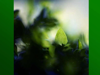 Gruen Grn Natur 03
