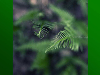 Gruen Grn Natur 04