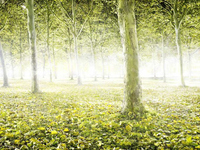 Gruen Grn Natur 05
