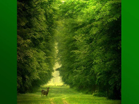 Gruen Grn Natur 06