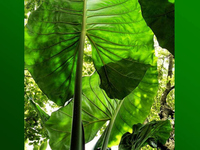 Gruen Grn Natur 07