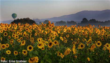 Graz Umgebung,Sonnenblumen,Sommer,Veranstaltungen Graz Fotos,Veranstaltungen Juli,Sommer Graz,