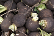 Schwarze Rüben,Rettich,Kartoffel,Gemüse abnehmen,Mikroorganismen,Zuchini,Kochrezepte mit Gemüse