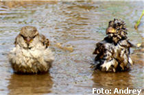 der Spatz,kluge Vögel,alle Vögel,Vogel Foto,Vögel Steiermark,Vögel in Österreich,heimische Vögel Österreich