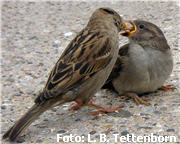 Fotos Spatz,Vogel Bilder,Vögel Futter,Haussperling,Vogel füttern, Vögel,Fotos Vögel