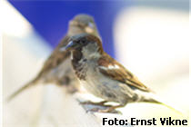Spatzen Bilder,Sperling Bilder,Vogelart,Fotos Spatzen,der Vogel,Fotos Vogel