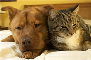 Tierheim Hund,Katzen Haustier,Pudel,Futter,Haustier Haltung,süße Hunde,Zoohandlung,Hunde als Haustier,tiere.at