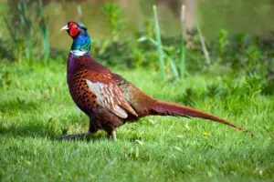 Wildwechsel Wildunfaelle Strassenverkehr Fasan Auto iStock 000012732064XSmall