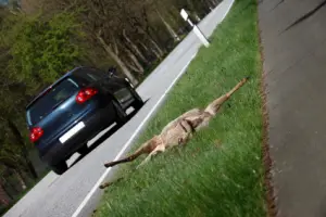 Wildwechsel Wildunfaelle Strassenverkehr Reh Hirschkuh Gefahren getoetet iStock 000009171854XSmall