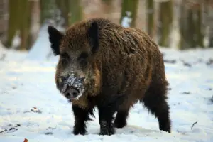 Wildwechsel Wildunfaelle Strassenverkehr Wildschwein Eber Auto iStock 000011660362XSmall