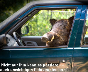 wildwechsel wildunfaelle strassenverkehr wildschwein eber auto lustig 8830212