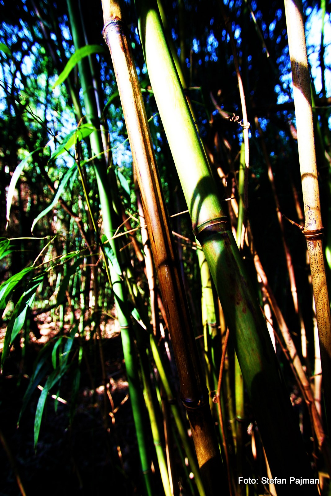 Urwald (Messendorfberg) in der Stadt: Graz 8. Bezirk - Sankt Peter