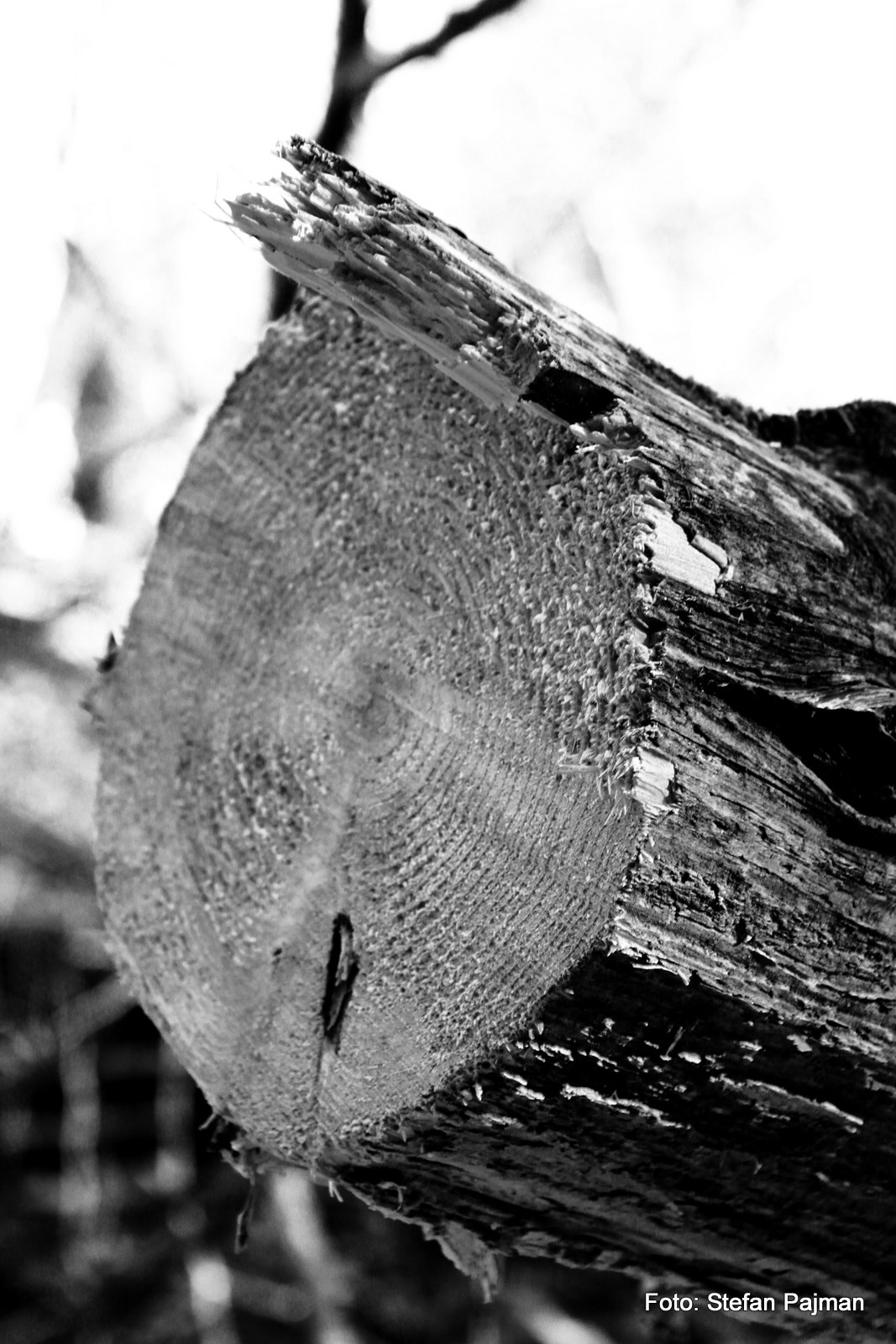 Die Grazer Öekoinsel (Messendorfberg): Graz 8. Bezirk - Sankt Peter