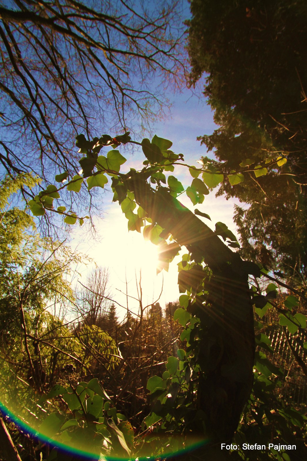 Sonnenstrahlen im Grazer Urwald (Messendorfberg ): Graz 8. Bezirk - Sankt Peter