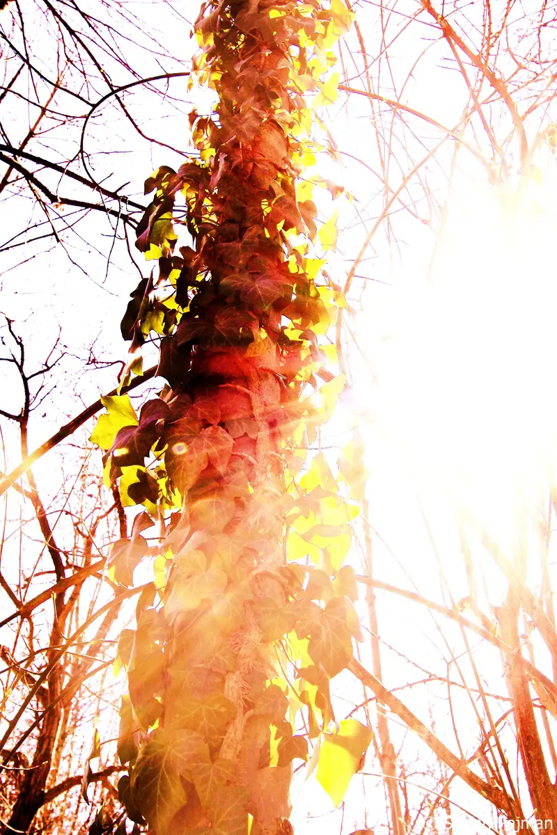 Mit Efeu bewachsener Baum. Graz 10. Bezirk - Ries 
