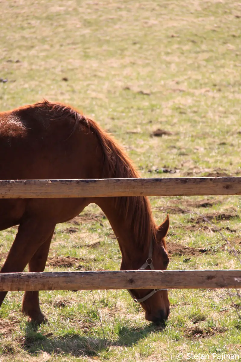 Pferd auf der Weide am Lustbühel. Graz - 9. Bezirk Waltendorf 