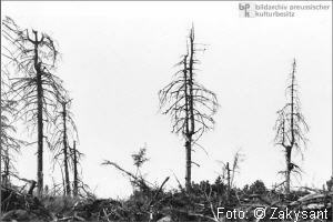 Realsozialismus,Umweltschutz,Umweltschäden,effizient,pleite,Realsozialismus,Finanzkrise,Öffentlichkeit,Wohlfahrtsstaat,Neoliberalismus,20. Jahrhundert