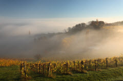 Biowein Steiermark - biologischer Weinbau über ehemalige Grenzen hinweg