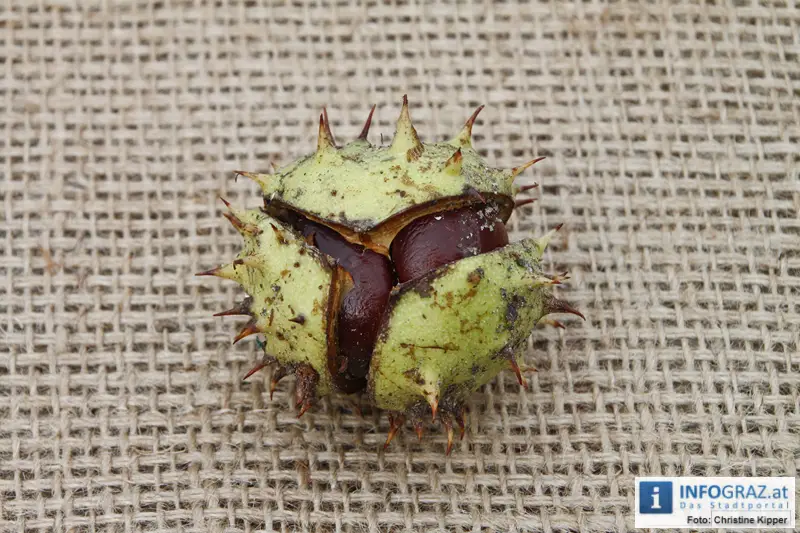 Hauptplatzl’n - 26.9.2012 - 065