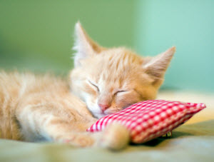 Zzkindchenschema Graz Stadt Portal Hauptstadt Der Steiermark