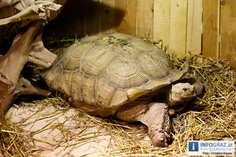 Mensch und Tier 2012 - 080