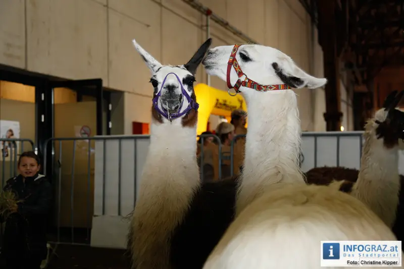 Mensch und Tier 2012 - 089